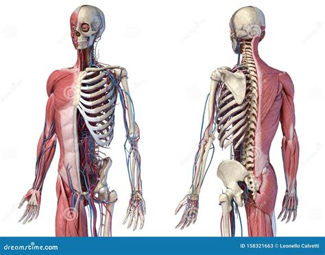 Esqueleto Corporal Humano M Sculos Veias E Art Rias