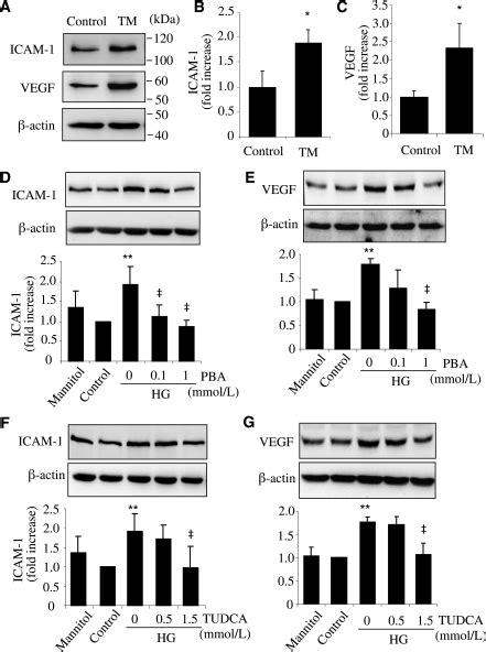 Er Stress Is Implicated In Hg Induced Icam And Vegf Expression In