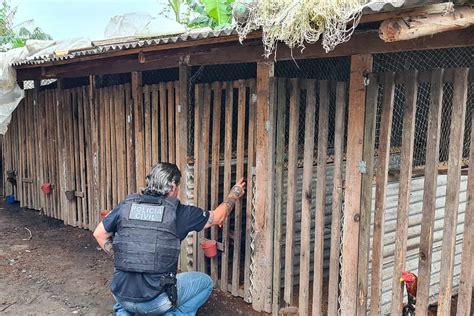 Polícia Civil prende 13 pessoas suspeitas de promover rinhas de galo em