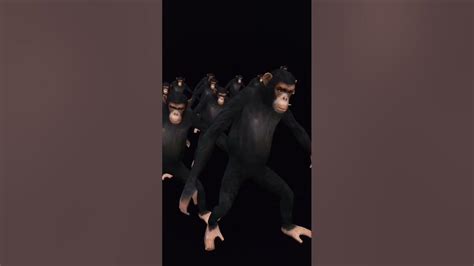 Sigma Monkeys Youtube