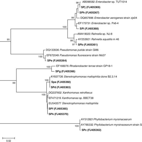 Phylogenetic Relationships Among 11 Isolates Of Endophytic Bacteria