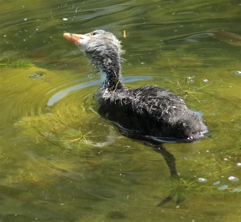 Maman J Ai La T Te Qui Tourne Foulque Macroule Fulica Flickr