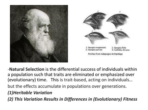 PPT - Natural Selection & Speciation PowerPoint Presentation, free download - ID:1829286