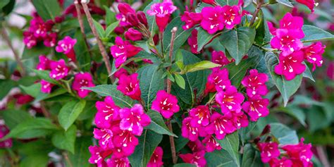 Gorgeous Flowering Shrubs for North Dakota | Plant Perfect