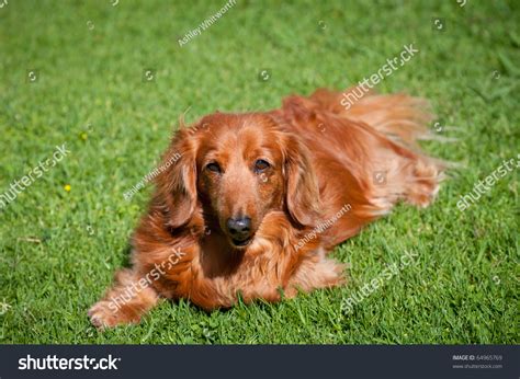 Beautiful Golden Long Haired Miniature Dachshund Looks Up At You Stock