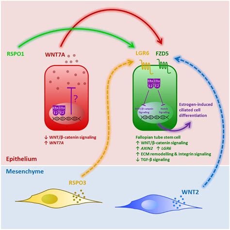 Single Cell Transcriptomics Identifies A Wnt A Fzd Signaling Axis That