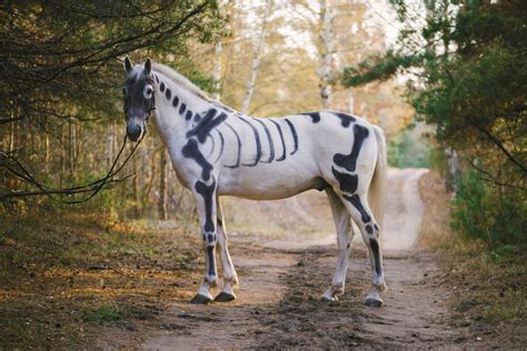 Paint Your Horse’s Costume On Safely This Halloween – Stargazey's Equine Therapy