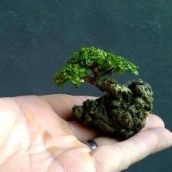 Bonsai Is Known For Its Small Size But The Effort To Miniaturize Trees