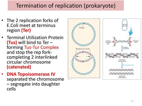 Ppt Replication Of Dna Powerpoint Presentation Free Download Id2087118