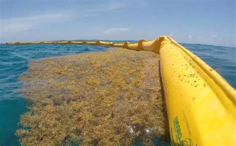 Contratan Empresa En Quintana Roo Para Buscar Uso De Sargazo