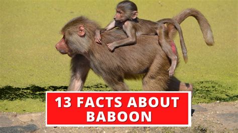 13 Interesting Facts About Baboon Youtube