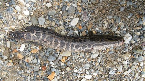 Northern Snakehead Profile And Resources Invasive Species Centre