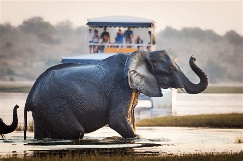 How To Plan A Chobe Safari In Botswana Chobe National Park Safari Guide