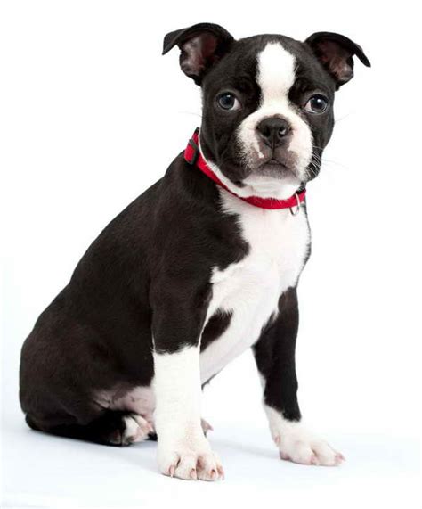 Boston Terrier Chihuahua Mix Puppies | PETSIDI