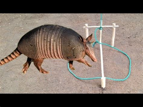 Armadilha De La O Para Pegar Animais Tatu Paca Javali Capivara Cutia