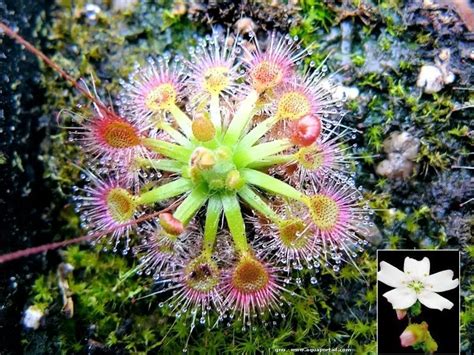 Plantes Carnivores Fiches Aquariophilie