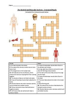 The Skeletal And Muscular Systems Crossword Puzzle Worksheet Printable