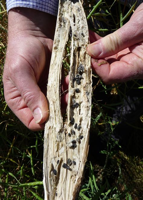 Sclerotinia Stem Rot Of Canola In Cesar Australia