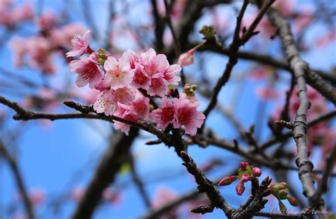 Cherry Blossom Okinawa Nagozakura Oahu Hawaii Aloha De Hawaii Flickr