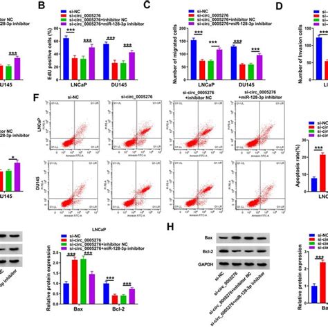 Mir 128 3p Enrichment Inhibited Proliferation Migration Invasion And