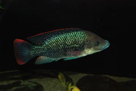 Oreochromis mossambicus | MonsterFishKeepers.com