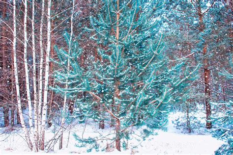 Frozen winter forest with snow covered trees. 10025181 Stock Photo at Vecteezy