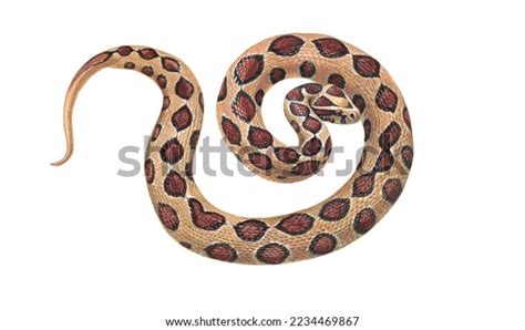 Realistic Color Scientific Illustration Russells Viper Stock