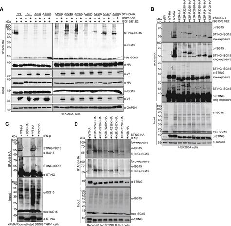 Regulation Of Sting Activity In Dna Sensing By Isg15 Modification Cell