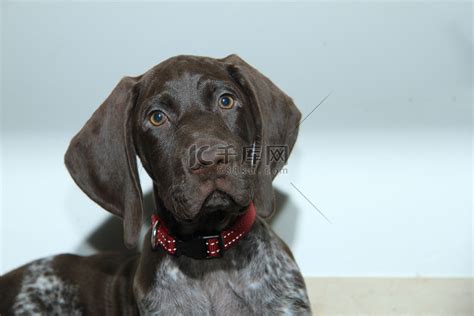 德国短毛指示犬幼犬高清摄影大图-千库网