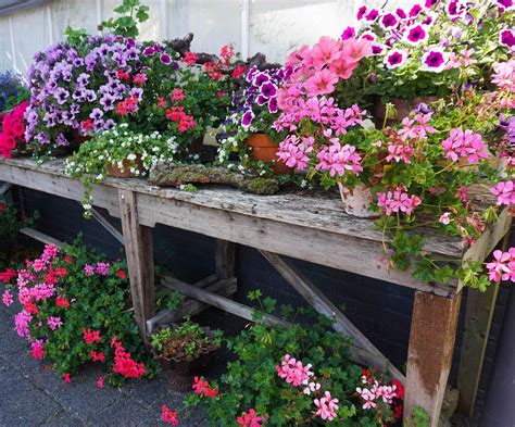 Growing Vegetables in Containers - Professional Gardening Tips
