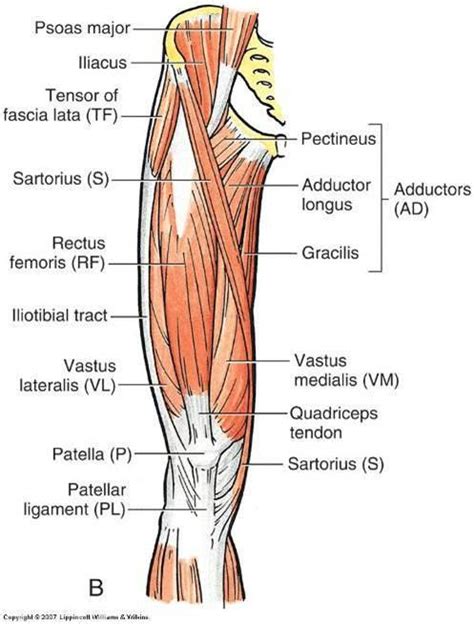 Posterior Muscles Of The Knee