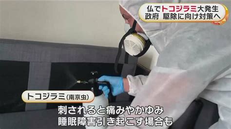 仏でトコジラミ（南京虫）が大量発生 刺されると睡眠障害もsnsに多数投稿 政府が駆除に向け対策へ｜fnnプライムオンライン