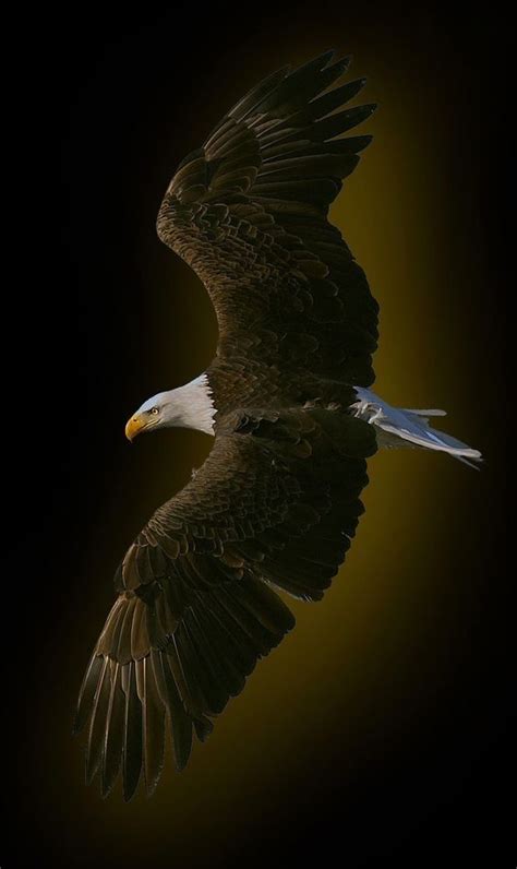 Pin by Bakshish Singh on wallpaper | Eagle wallpaper, Bald eagle ...