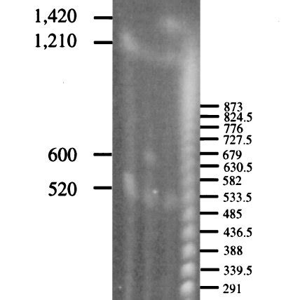 Pulsed Field Gel Profiles Of Pac I Digested S Meliloti Strains Lanes