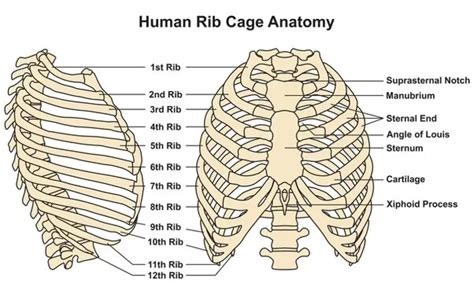 Head And Neck Of Ribs