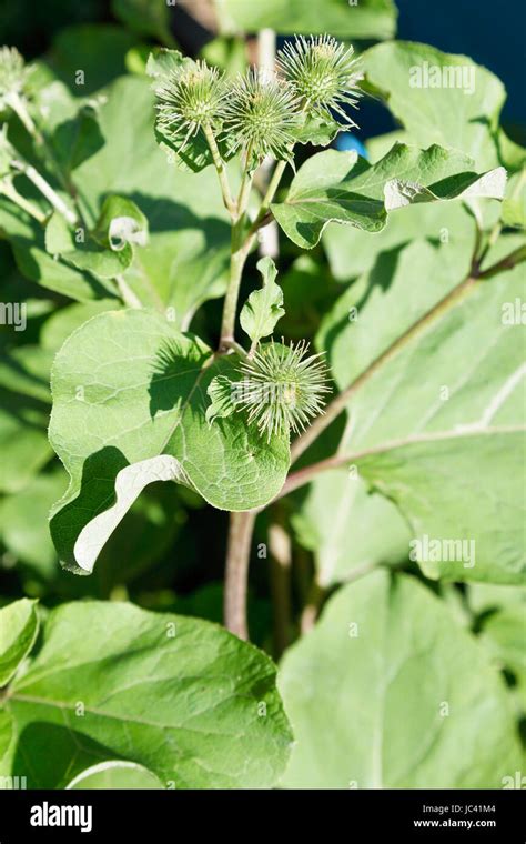 Arctium Lappa Greater Burdock Plant Close Up In Summer Day Stock