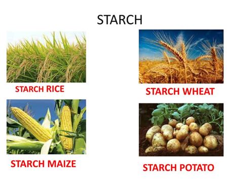 Starches | PPT