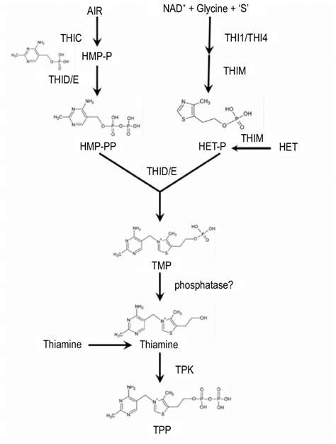 Thiamine Biosynthesis In Algae And Higher Plants These Organisms Use