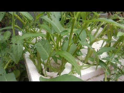 How To Plant Kangkong In Simple Way Youtube