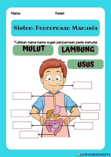 Sistem Pencernaan Manusia Online Worksheet For 5 Live Worksheets