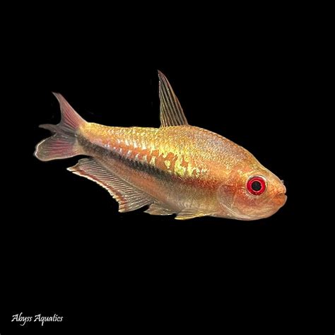 Red Emperor Tetra