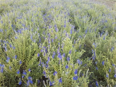 Scutellaria Baicalensis Chinese Skullcap Baikal Seeds Tarczyca