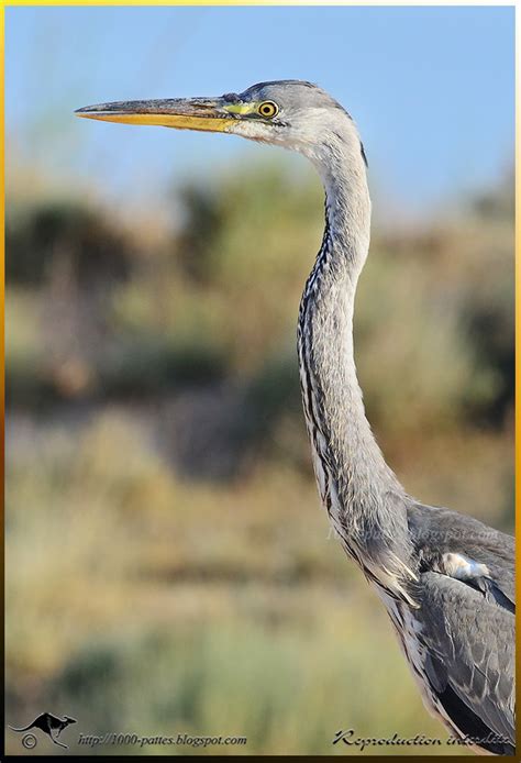 WILDLIFE GATEWAY Jeune Héron cendré Ardea cinerea