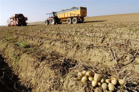 La récolte des pommes de terre guide pour savoir quand les récolter