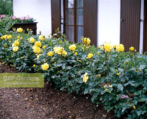 Rosa 'Friesia'... stock photo by Friedrich Strauss, Image: 0124179