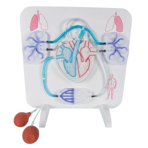 Functional Heart And Circulatory System Model Medwest Medical Supplies