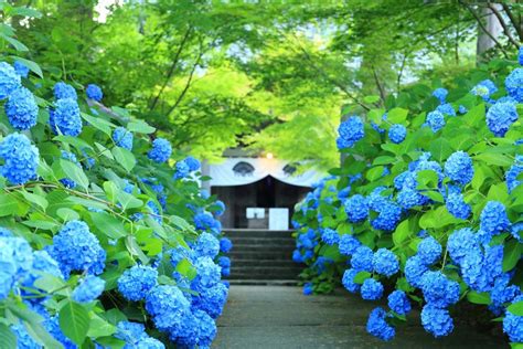 全国の紫陽花（あじさい）の名所17選！開花時期や見頃も解説｜zekkei Japan