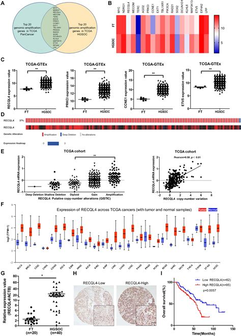 Frontiers Recql4 Negatively Regulated By Mir 10a 5p Facilitates Cell Proliferation And