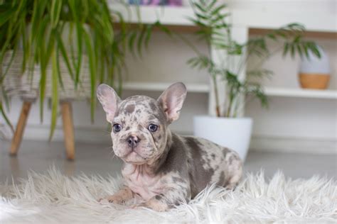 Adorable French Bulldog Lilac And Tan Merle Meet Your New Best Friend Now