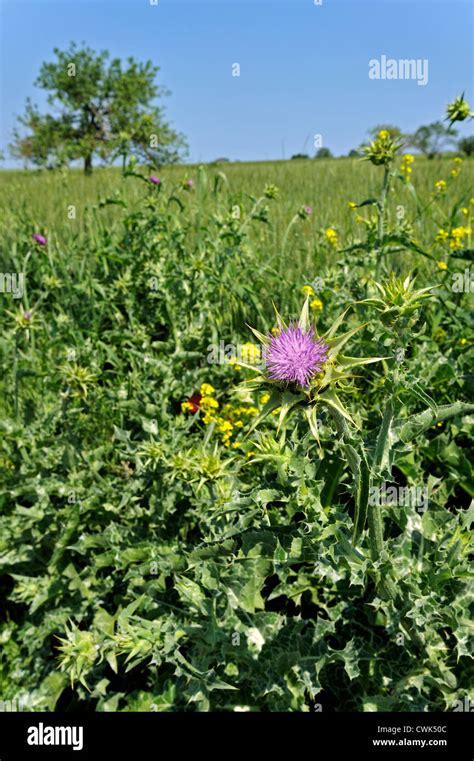 Blessed Mediterranean Milk Thistle Variegated Thistle Mary